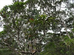 Arillastrum gummiferum