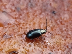 Phyllotreta nigripes