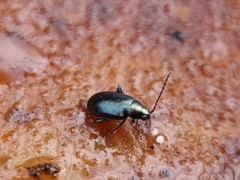 Phyllotreta nigripes