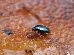 Phyllotreta nigripes