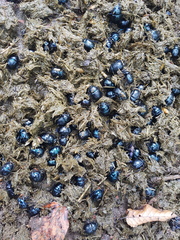 Anoplotrupes stercorosus