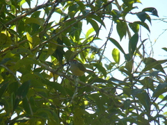 Hylophilus poicilotis