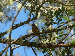 Mionectes rufiventris