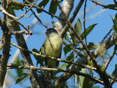 Phyllomyias fasciatus