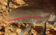 Ceroplesis ferrugator