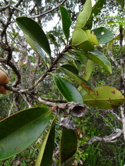 Arillastrum gummiferum