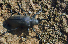 Ceroplesis ferrugator