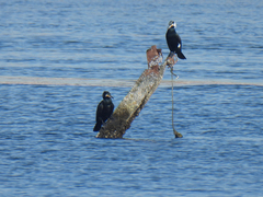 Phalacrocorax carbo