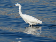 Egretta garzetta