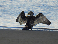 Phalacrocorax carbo