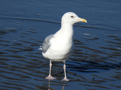 Larus argentatus