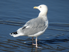Larus argentatus