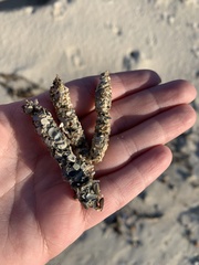 Diopatra cuprea