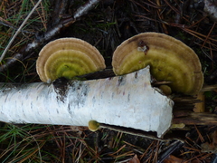 Trametes betulina