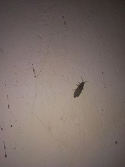 Photinus signaticollis