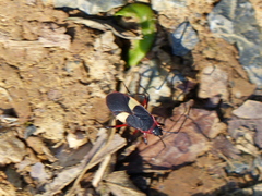 Dysdercus albofasciatus