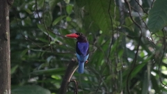 Halcyon cyanoventris