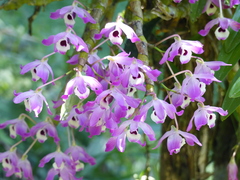 Dendrobium nobile