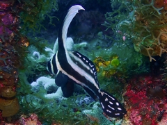 Eques punctatus