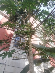 Carica papaya