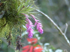 Tillandsia stricta
