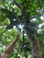 Atractocarpus bracteatus