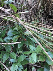 Sarcandra glabra