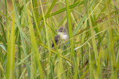 Acrocephalus orientalis