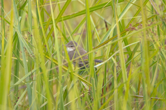 Acrocephalus orientalis