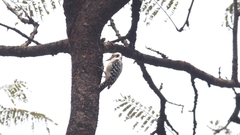 Dendrocopos analis