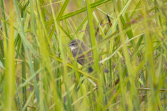 Acrocephalus orientalis