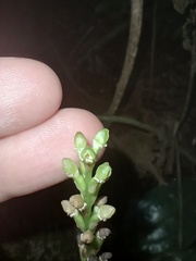 Prescottia stachyodes