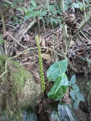 Prescottia stachyodes