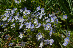 Veronica filiformis