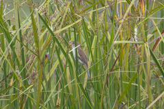 Acrocephalus orientalis