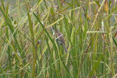 Acrocephalus orientalis