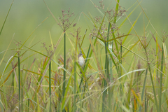 Acrocephalus bistrigiceps