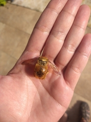 Neoxylocopa
