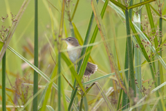 Acrocephalus bistrigiceps