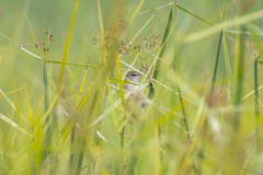 Acrocephalus orientalis