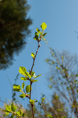 Ribes alpinum