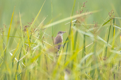 Acrocephalus orientalis
