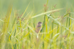 Acrocephalus orientalis