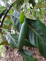 Atractocarpus bracteatus
