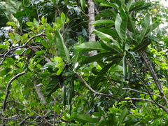 Atractocarpus bracteatus