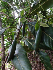 Atractocarpus bracteatus