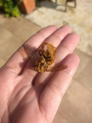 Neoxylocopa