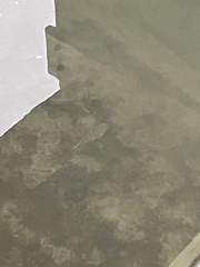 Sphoeroides testudineus