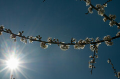 Prunus spinosa