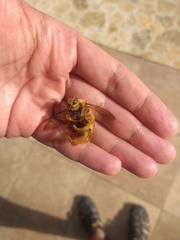 Neoxylocopa
